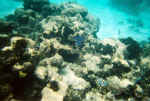 UnderWaterShot.jpg (226761 bytes)