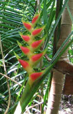 V31ADbirdofparadise.JPG (78600 bytes)