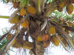 V31ADcoconutTree2.jpg (235455 bytes)